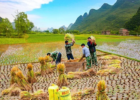 4 Days Guilin - Longsheng Terraces - Yangshuo