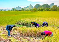 4 Days Guilin Essence and Yangshuo Countryside Tour