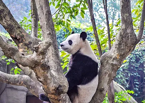 14 Days Small Group Tour of Beijing - Xi'an - Guilin - Chongqing - Yangtze River Cruise - Yichang - Shanghai