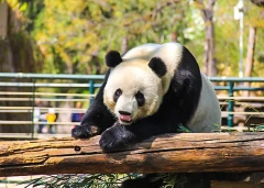 8 Days Small Group Tour of Beijing - Xi'an - Shanghai