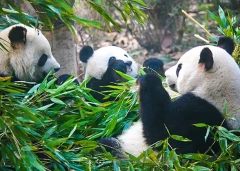13 Days Private Tour of Beijing - Xi'an - Chongqing - Yangtze River Cruise - Yichang - Shanghai