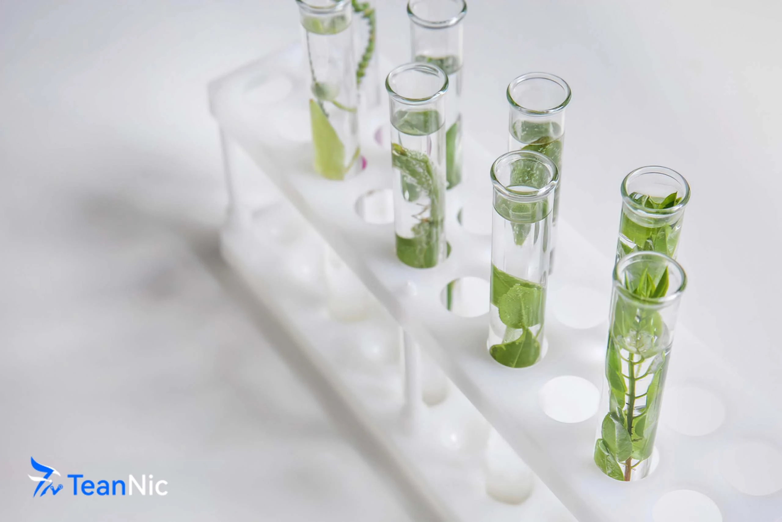 TeanNic botanical extraction research