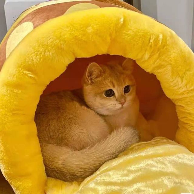 Honey Jar Cat Nest, Winter Warmth Cat Nest, Internet Celebrity, Cute Cartoon, Four Seasons Universal Dog Nest Hair Replacement