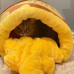 Honey jar cat bed, a cute and cartoonish cat bed that keeps cats warm in winter. It's an internet-famous product and suitable for all seasons. It can also be used as a dog bed.