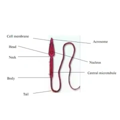 High Quality Pet Semen Testing Portable Veterinary Sperm Semen Quality Analyzer Veterinary Machine,Fatali Medical equipment