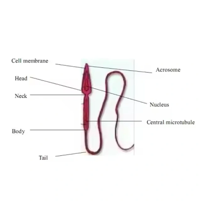 High Quality Pet Semen Testing Portable Veterinary Sperm Semen Quality Analyzer Veterinary Machine,Fatali Medical equipment