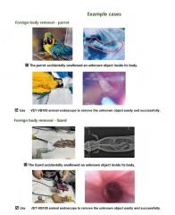 Fatali Veterinary Flexible Endoscope,Fatali Medical equipment
