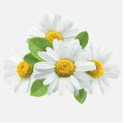 Chamomile