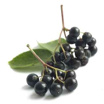 Elderberry