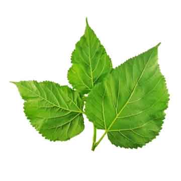 Mulberry Leaf