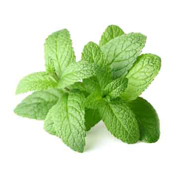 Peppermint