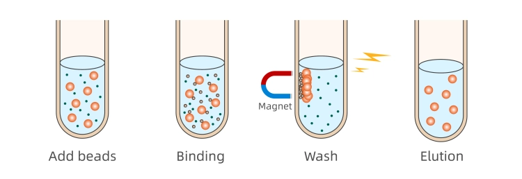 Magnetic Beads