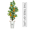 生命之树(The Tree of Life)