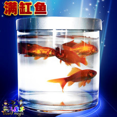 新型空缸出鱼