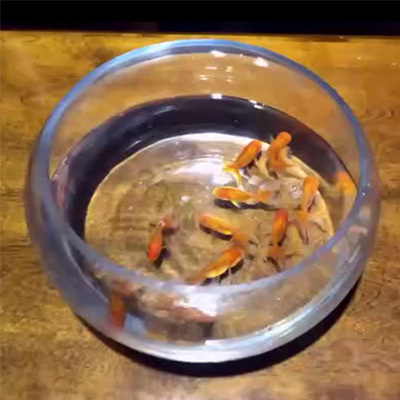 空缸出鱼装置(不锈钢制作)