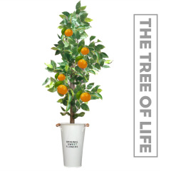 生命之树(The Tree of Life) The Tree of Life