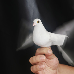 电子仿生鸽子2.0(Electronic Bionic Dove 2.0)