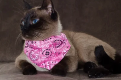 Sublimation Pet Bandana–Printable Blank For Custom Designs