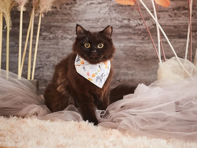 Sublimation Pet Bandana–Printable Blank For Custom Designs