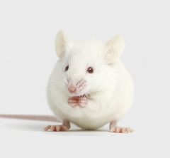 实体瘤皮下成瘤模型