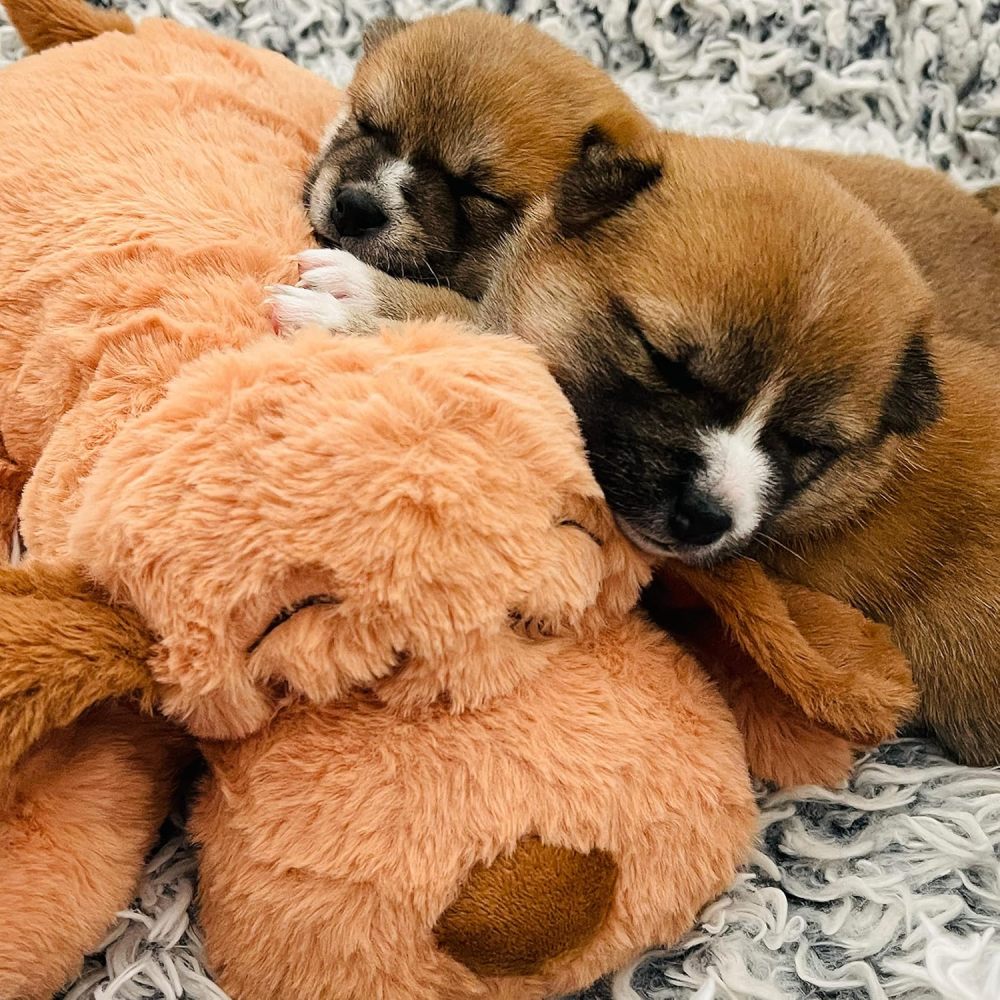 Original Snuggle Puppy Toys - Heartbeat Puppy for Dogs - Dog Plush for Anxiety Relief, Calming Aid, and Comfort Toy for Behavioral Training in Biscuit
