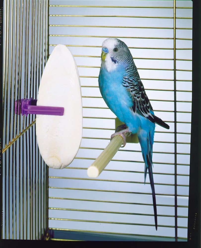 Penn-Plax Cuttlebone for Birds and Parakeets - Natural Cuddlefish Bones for Tortoise and Snails - with Holder - Medium