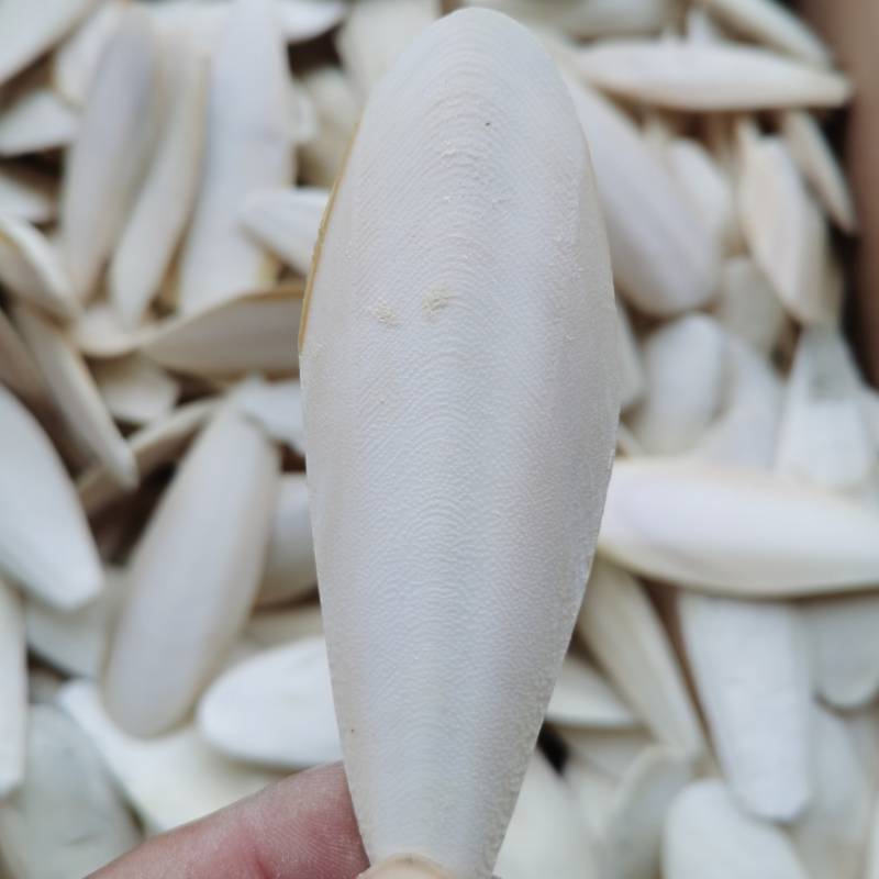 Cuttlebone for Birds and Parakeets - Natural Cuddlefish Bones for Tortoise and Snails - with Holder - Medium