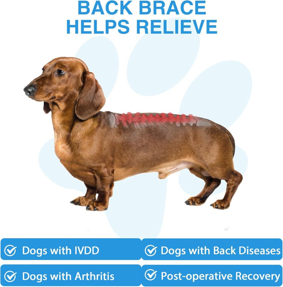 Dog Back Brace for Dogs with IVDD, Soft and Breathable Pet Back Bracer Arthritis for Shih Tzu, Dachshund Surgical Recovery and Rehabilitation, Reflective Chest Braces Helps Pain Relief (Small)