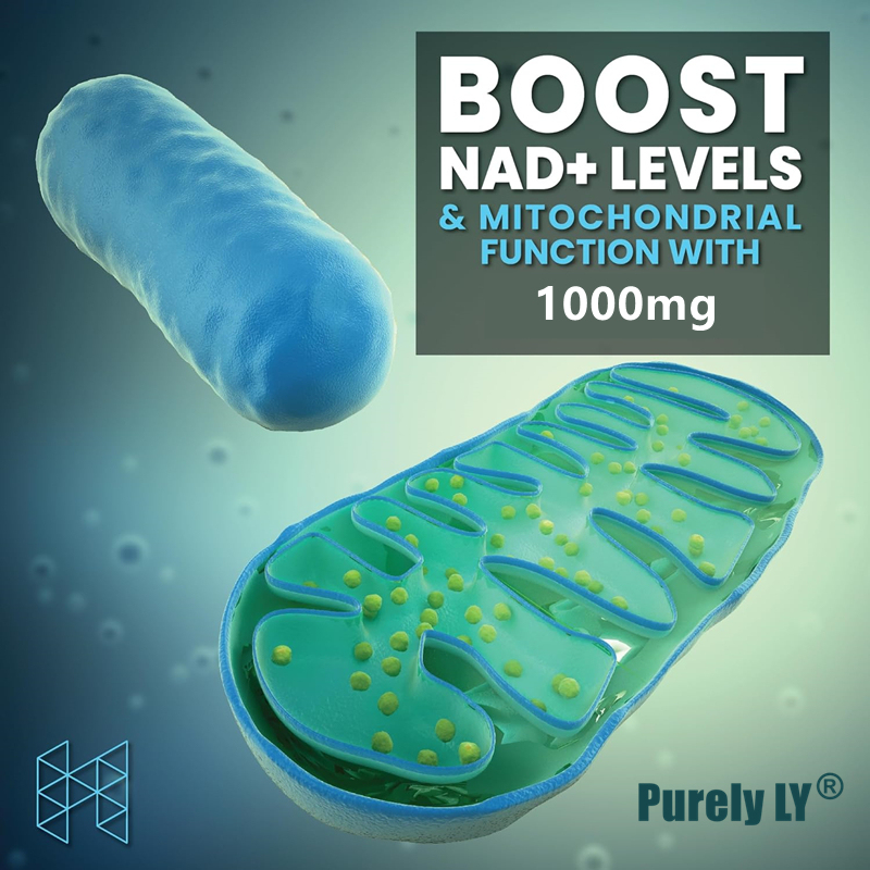 Food Grade NAD+ Booster Powder Supplement for Anti Aging and Cell Regeneration,Supports Cellular Energy, Brain, Muscle ,Longevity Support | Nicotinamide Adenine Dinucleotide