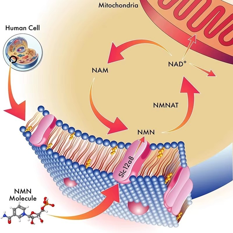 100% NMN Powder Supplements,Beta Nicotinamide Mononucleotide,Anti aging,NAD+ Booster,DNA Repair,Longevity Support,Keep Younger