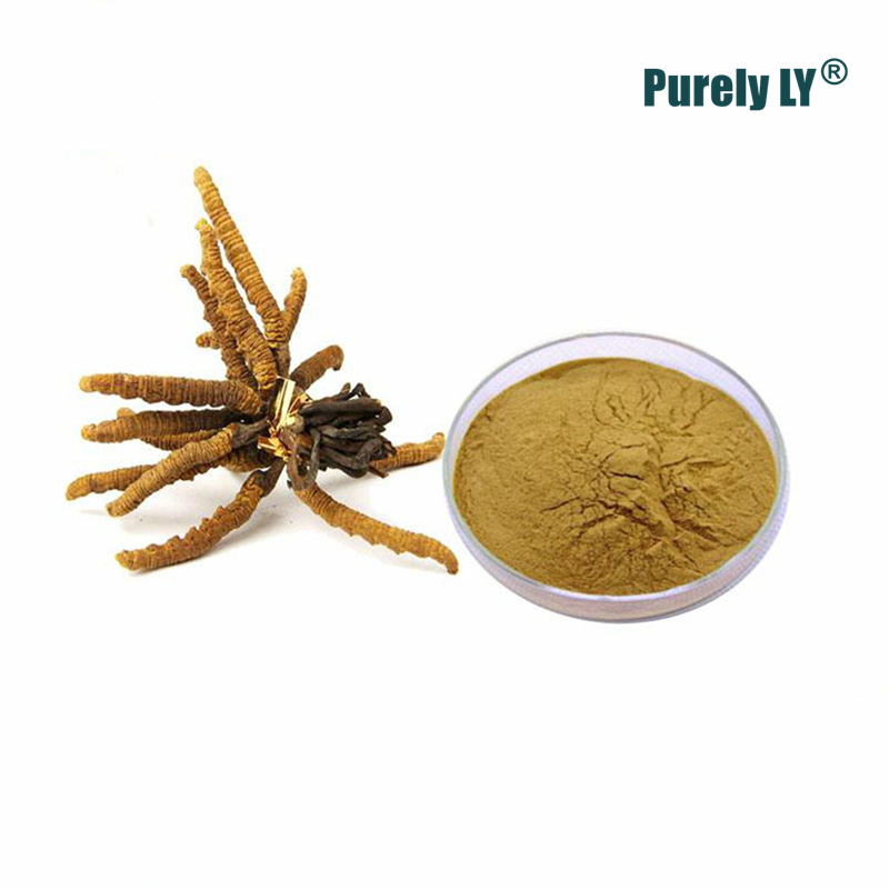 100% Cordyceps Sinensis Extract Powder 50:1 (aweto) - Supports Energy & Immune Health