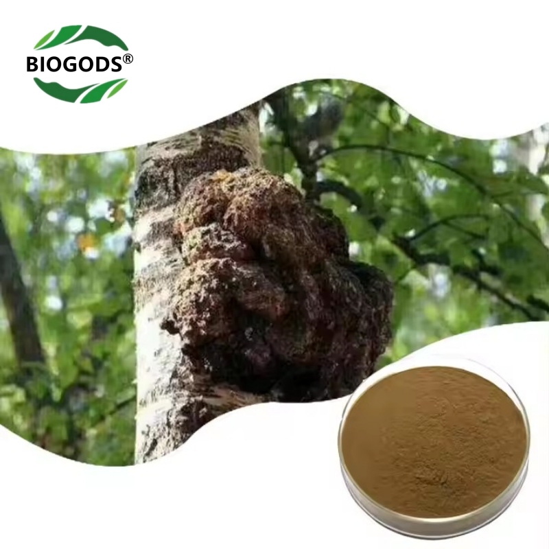 100% Chaga Extract Powder (Inonotus Obliquus ﻿Mushroom),Excellent Enhance Immunity, Anti Cancer, Regulate Blood Sugar, and Resist Viruses
