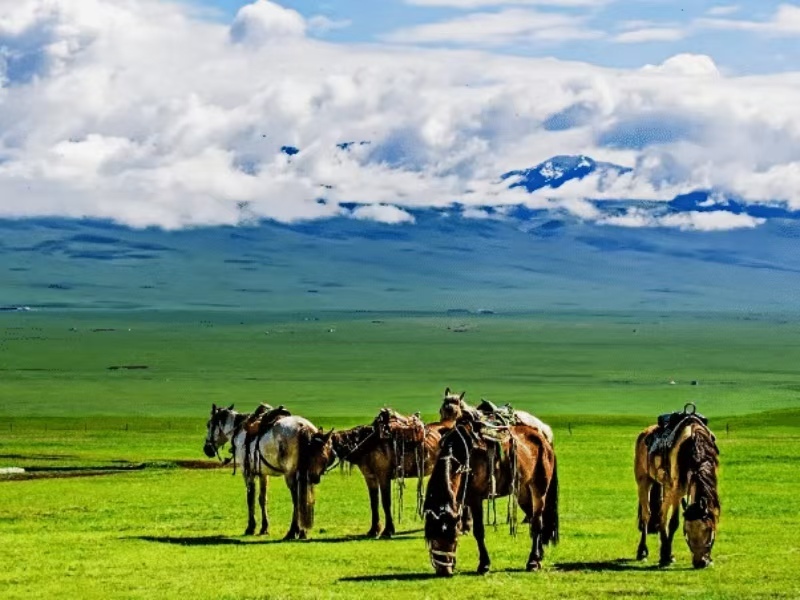 Inner Mongolia 5 days 4 nights grassland tourism vacation