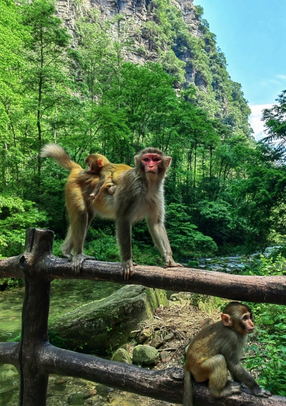 Zhangjiajie 5-Day 4-Night Pure Play Tour