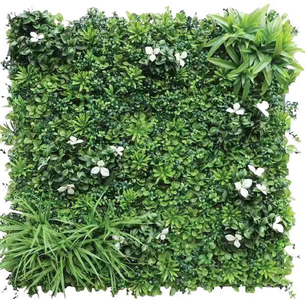 Wattled Wall