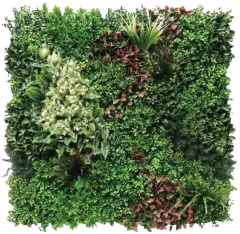 Wattled Wall
