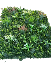 Wattled Wall