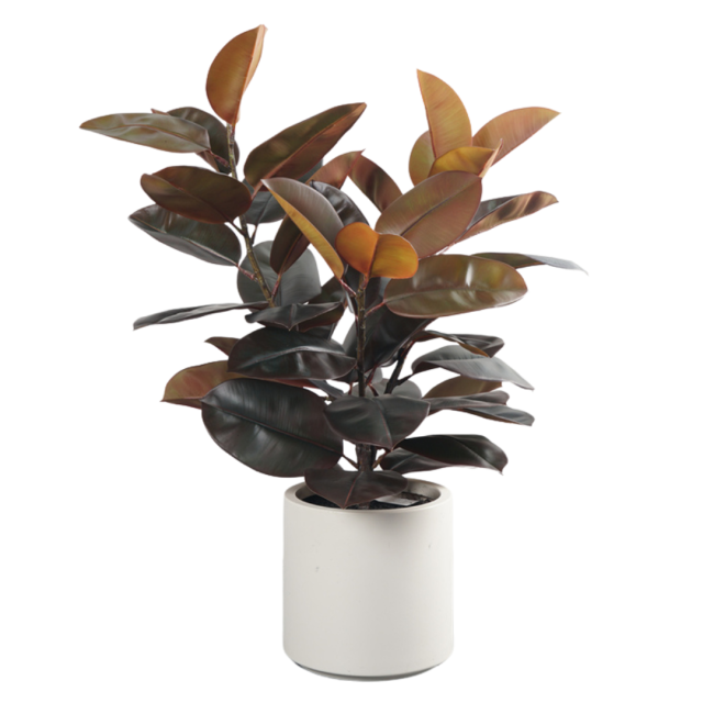 110CM&150CM&175CM RUBBER TREE,110CM (3') 150CM (5')175CM (5.7')  ARTIFICIAL RUBBER TREE -- Chinese suppliers