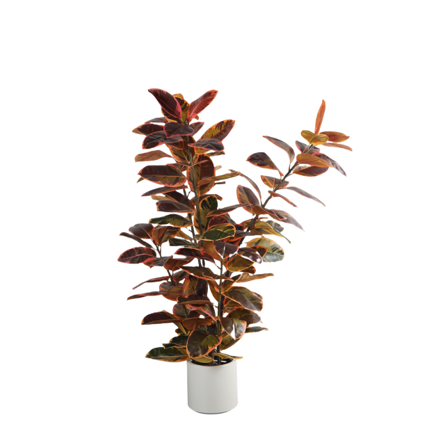 110CM&150CM&175CM RUBBER TREE,110CM (3') 150CM (5')175CM (5.7')  ARTIFICIAL RUBBER TREE -- Chinese suppliers