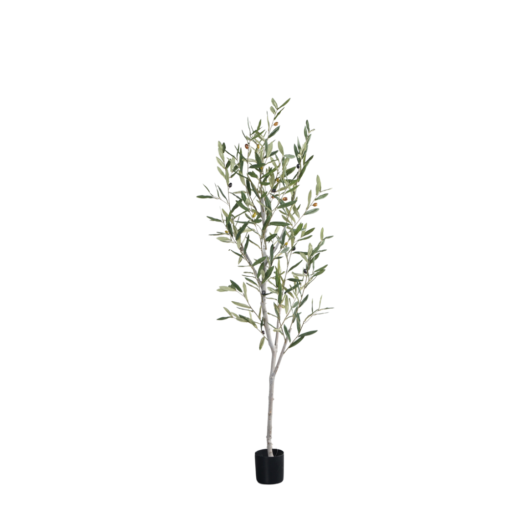 OLIVE TREE (Real trunk/ removable trunk) 150CM-210CM,150CM-210CM(5'-7') OLIVE TREE (Real trunk/ removable trunk)  -- Chinese suppliers