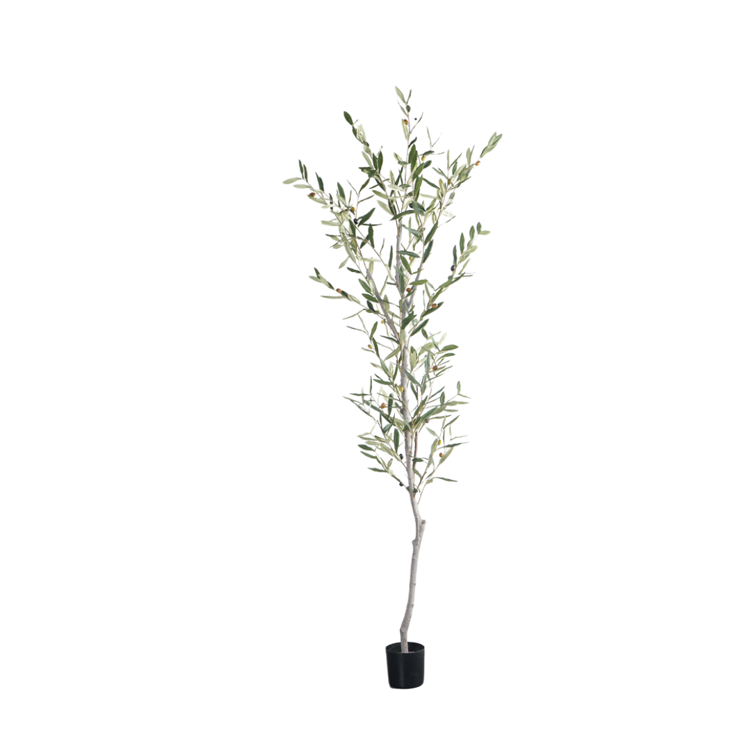 OLIVE TREE (Real trunk/ removable trunk) 150CM-210CM,150CM-210CM(5'-7') OLIVE TREE (Real trunk/ removable trunk)  -- Chinese suppliers