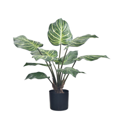 55CM 65CM 80CM 100CM Zebra Plant,55CM 65CM 80CM 100CM Zebra Plant