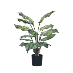 55CM 65CM 80CM 100CM Zebra Plant,55CM 65CM 80CM 100CM Zebra Plant
