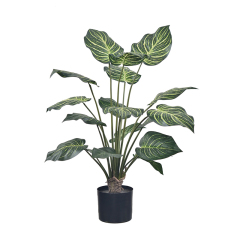 55CM 65CM 80CM 100CM Zebra Plant,55CM 65CM 80CM 100CM Zebra Plant