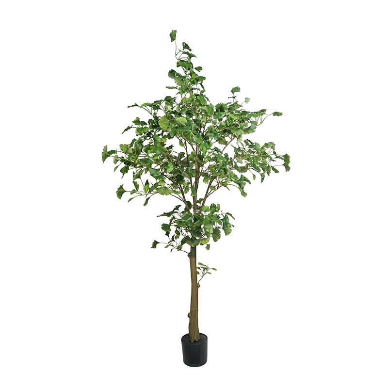 GINKGO TREE,GINKGO TREE