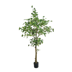 GINKGO TREE,GINKGO TREE