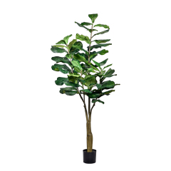 Fiddle Leaf Fig Tree,Fiddle Leaf Fig Tree