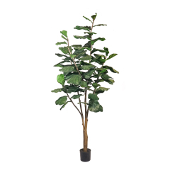 Fiddle Leaf Fig Tree,Fiddle Leaf Fig Tree