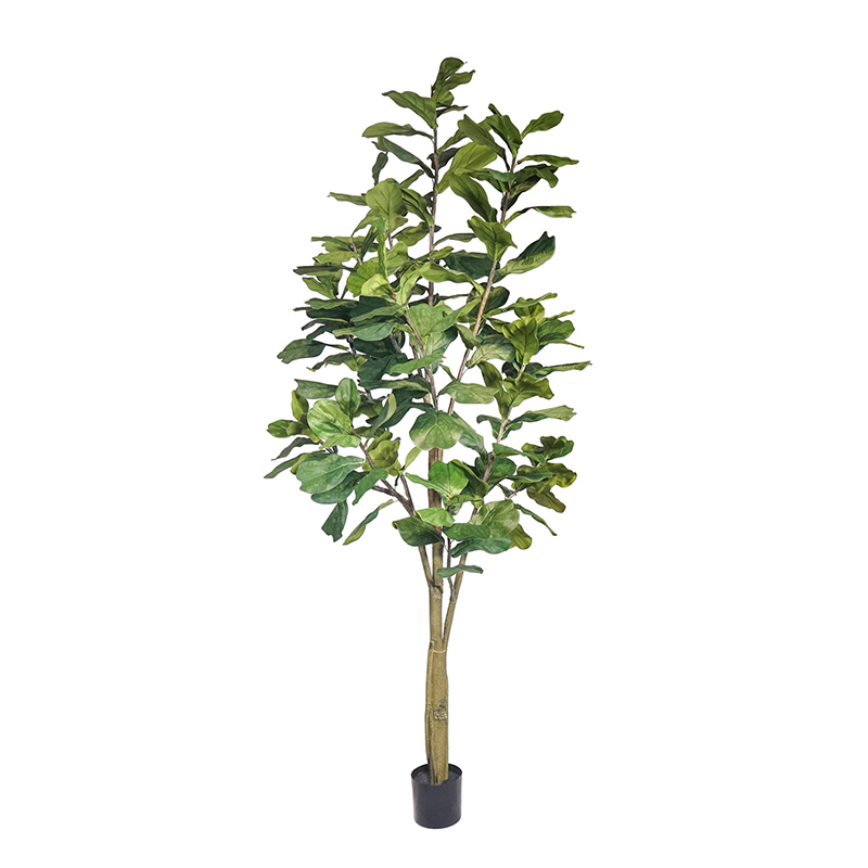 Fiddle Leaf Fig Tree,Fiddle Leaf Fig Tree