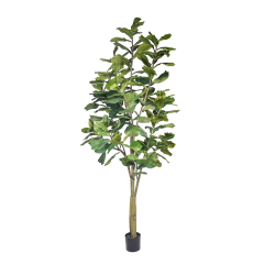 Fiddle Leaf Fig Tree,Fiddle Leaf Fig Tree